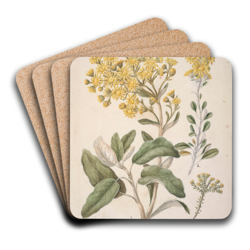 Daisy (Brachyglottis) by Sarah Featon Art Drink Coaster set