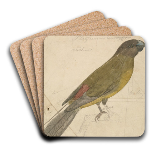 A Parrot by James de Carle Sowerby Art Drink Coaster set A Parrot by James de Carle Sowerby Art Drink Coaster set