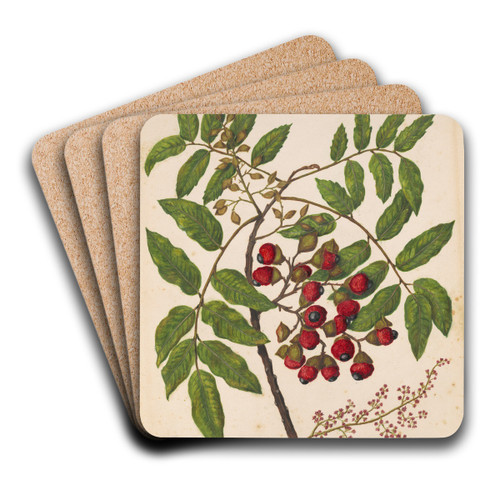 Titoki by Sarah Featon Art Drink Coaster set