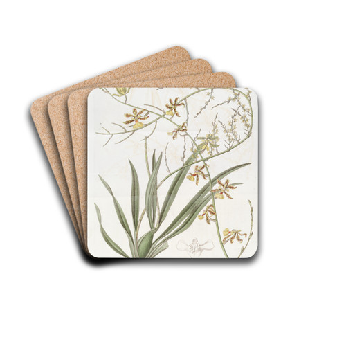 Lofty Oncidium by Sydenham Edwards Drink Coasters - set of 4