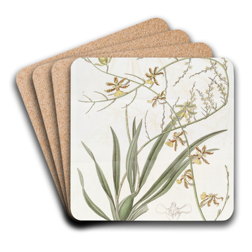Lofty Oncidium by Sydenham Edwards Art Drink Coaster set Lofty Oncidium by Sydenham Edwards Art Drink Coaster set
