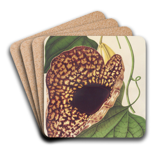 Aristolochia cordiflora by Charles Antoine Lemaire Art Drink Coaster set
