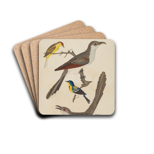 Carolina Cuckoo, Black-billed Cuckoo, Blue Yellow-backed Warbler, and Yellow Red-poll Warbler by Alexander Lawson Drink Coasters - set of 4