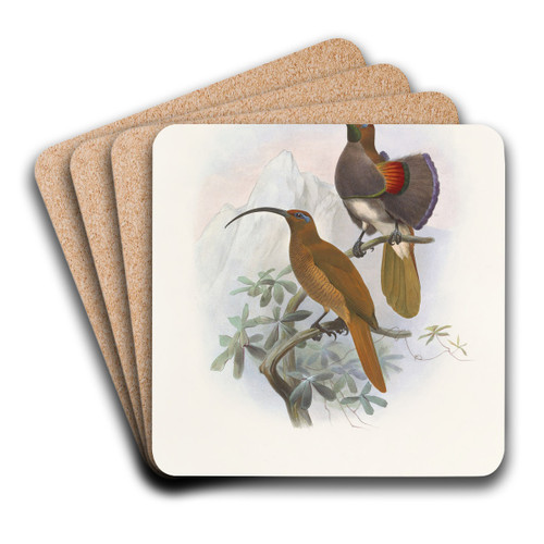 Drepanornis Albertis by Daniel Giraud Elliot Art Drink Coaster set Drepanornis Albertis by Daniel Giraud Elliot Art Drink Coaster set