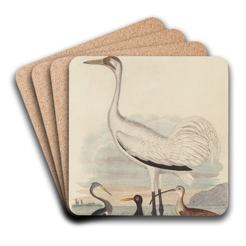 Louisiana Heron, Pied Oyster-catcher, Hooping Crane, and Long-billed Curlew by John G. Warnicke Art Drink Coaster set
