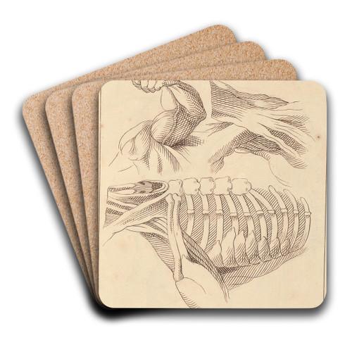 Anatomical Studies of Shoulders by Hamlet Winstanley Art Drink Coaster set