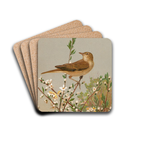 Fauvette des jardins by Lo-Paul Robert Drink Coasters - set of 4