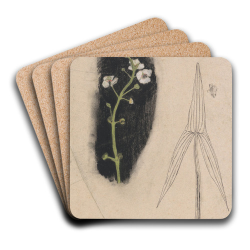 Plantenstudie met pijlkruid by Theo Nieuwenhuis Art Drink Coaster set Plantenstudie met pijlkruid by Theo Nieuwenhuis Art Drink Coaster set