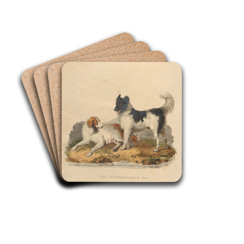 The Newfoundland dog by Sydenham Edwards Drink Coasters - set of 4