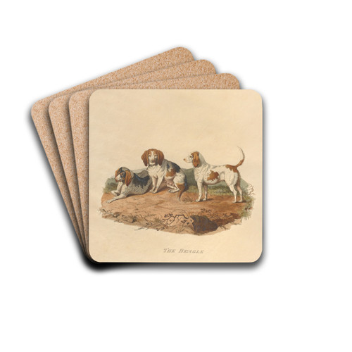 The Beagle by Sydenham Edwards Drink Coasters - set of 4
