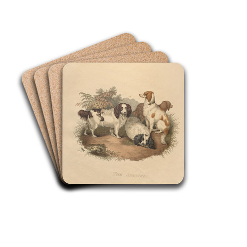 The Spaniel by Sydenham Edwards Drink Coasters - set of 4