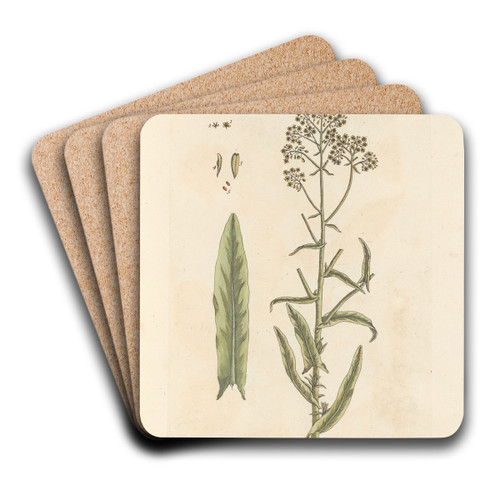 Woad by Elizabeth Blackwell Art Drink Coaster set