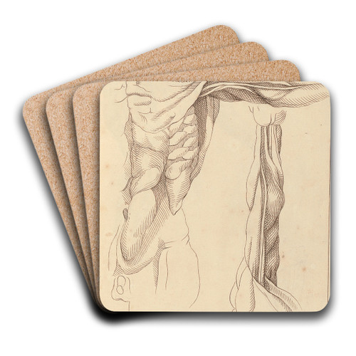 Anatomical Studies of a Torso by Hamlet Winstanley Art Drink Coaster set