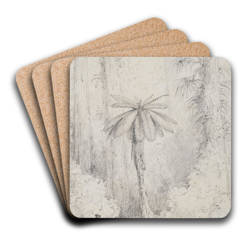 Silver leaved fern, Hutt forest by William Swainson Art Drink Coaster set