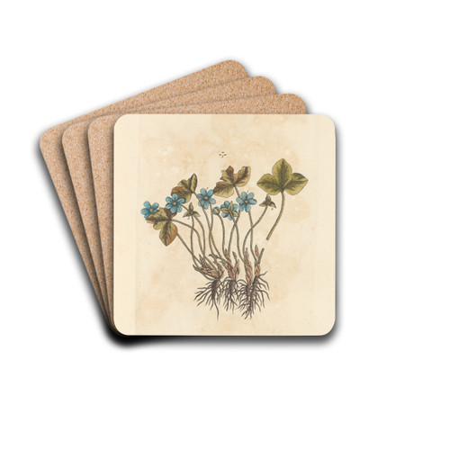 Noble liverwort by Elizabeth Blackwell Drink Coasters - set of 4