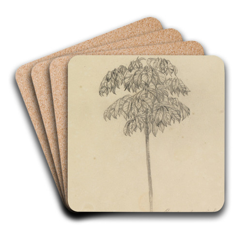 Studie Faultierbaum by Ferdinand Keller Art Drink Coaster set