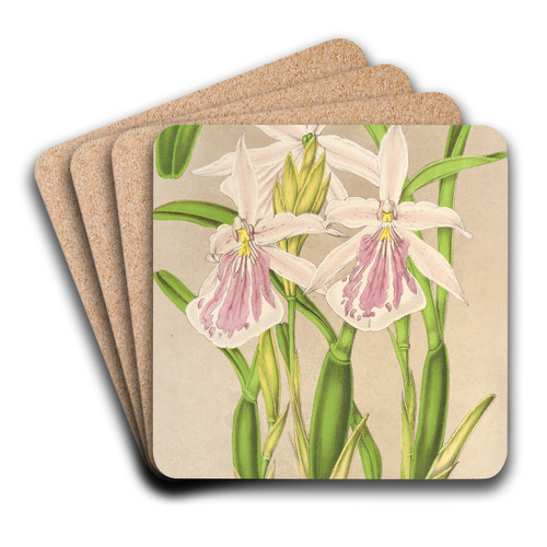 Miltonia rosea by Charles Antoine Lemaire Art Drink Coaster set
