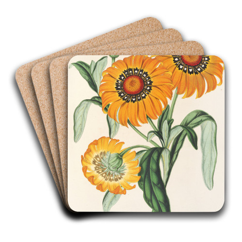 Gazania splendens (hybride) by Charles Antoine Lemaire Art Drink Coaster set