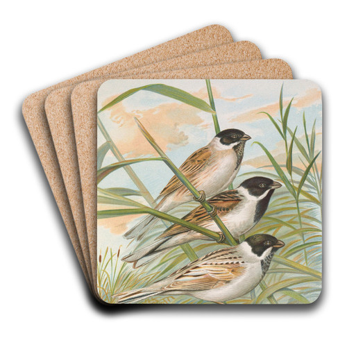 Emberiza intermedia Michahelles, Emberiza palustris Savi, Emberiza pyrrhuloides Pall by Johann Friedrich Naumann Art Drink Coaster set Emberiza intermedia Michahelles, Emberiza palustris Savi, Emberiza pyrrhuloides Pall by Johann Friedrich Naumann Art Drink Coaster set