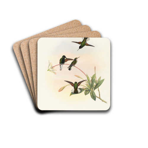 Callipharus nigriventris (Black-bellied Hummingbird) by John Gould Drink Coasters - set of 4 Callipharus nigriventris (Black-bellied Hummingbird) by John Gould Drink Coasters - set of 4