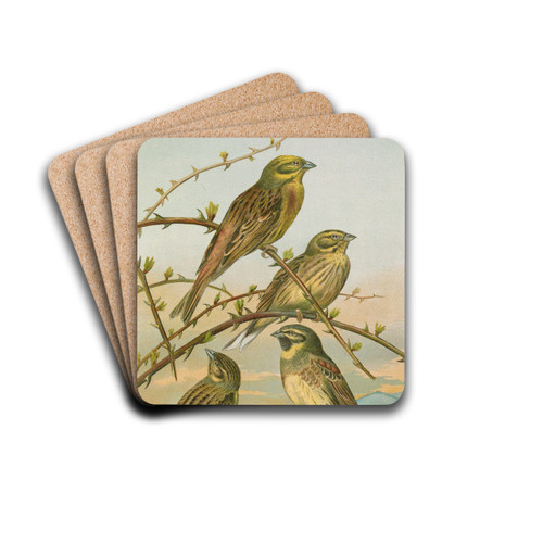 Emberiza citrinella, Emberiza cirlus by Johann Friedrich Naumann Drink Coasters - set of 4 Emberiza citrinella, Emberiza cirlus by Johann Friedrich Naumann Drink Coasters - set of 4