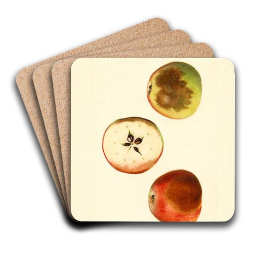 Malus domestica: Ben Davis by James Marion Shull Art Drink Coaster set