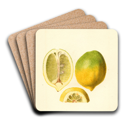Citrus limon by James Marion Shull Art Drink Coaster set