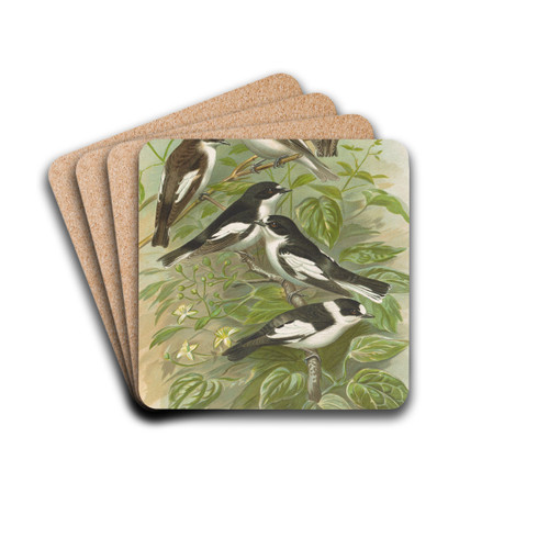Muscicapa atricapill, Muscicapa collaris semitorquata, Muscicapa collaris Bechst by Johann Friedrich Naumann Drink Coasters - set of 4 Muscicapa atricapill, Muscicapa collaris semitorquata, Muscicapa collaris Bechst by Johann Friedrich Naumann Drink Coasters - set of 4