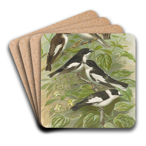Muscicapa atricapill, Muscicapa collaris semitorquata, Muscicapa collaris Bechst by Johann Friedrich Naumann Art Drink Coaster set Muscicapa atricapill, Muscicapa collaris semitorquata, Muscicapa collaris Bechst by Johann Friedrich Naumann Art Drink Coaster set