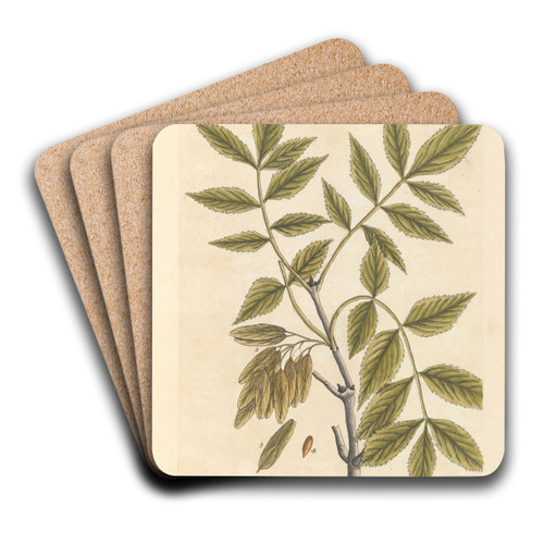 The ash by Elizabeth Blackwell Art Drink Coaster set