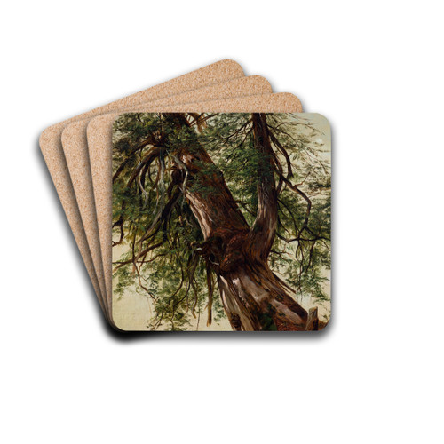 Study of a Cedar by David Johnson Drink Coasters - set of 4