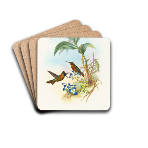 Clytolaema aurescens (Banded Ruby or Gould's Ruby) by John Gould Drink Coasters - set of 4 Clytolaema aurescens (Banded Ruby or Gould's Ruby) by John Gould Drink Coasters - set of 4