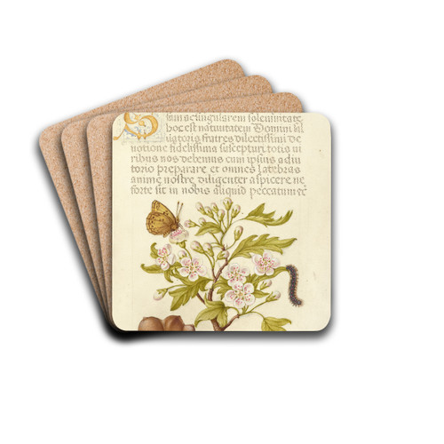 Insect, English Hawthorn, Caterpillar, and European Filbert by Joris Hoefnagel Drink Coasters - set of 4