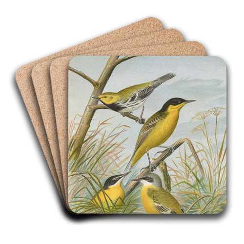 Budytes flavus cinereocapillus (Savi), melanocephalus (Lichtenstein), melanocephalus xanthophrys, Dendroeca virens by Johann Friedrich Naumann Art Drink Coaster set Budytes flavus cinereocapillus (Savi), melanocephalus (Lichtenstein), melanocephalus xanthophrys, Dendroeca virens by Johann Friedrich Naumann Art Drink Coaster set