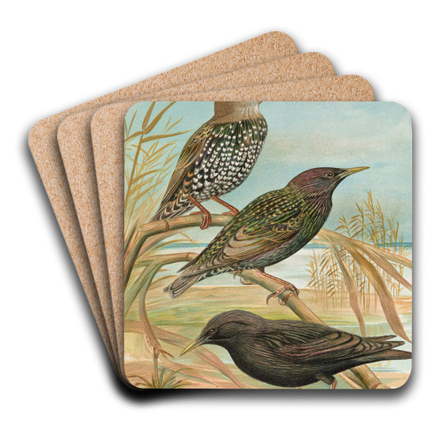 Sturnus vulgaris, Sturnus vulgaris Menzbieri, Sturnus unicolor Marmora by Johann Friedrich Naumann Art Drink Coaster set Sturnus vulgaris, Sturnus vulgaris Menzbieri, Sturnus unicolor Marmora by Johann Friedrich Naumann Art Drink Coaster set