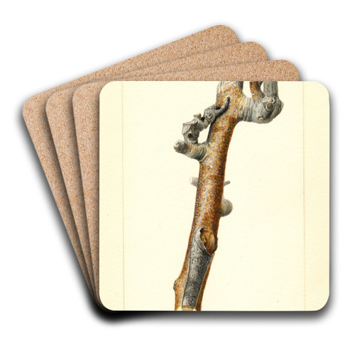 Pyrus communis by James Marion Shull Art Drink Coaster set