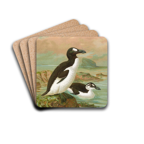 Alca impennis L., Riesenalk by Johann Friedrich Naumann Drink Coasters - set of 4 Alca impennis L., Riesenalk by Johann Friedrich Naumann Drink Coasters - set of 4
