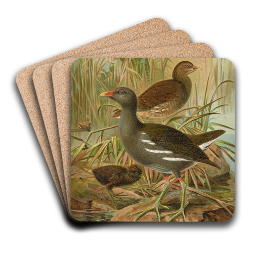 Gallinula chloropus by Johann Friedrich Naumann Art Drink Coaster set Gallinula chloropus by Johann Friedrich Naumann Art Drink Coaster set