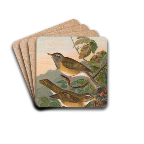 Turdus obscurus by Johann Friedrich Naumann Drink Coasters - set of 4 Turdus obscurus by Johann Friedrich Naumann Drink Coasters - set of 4