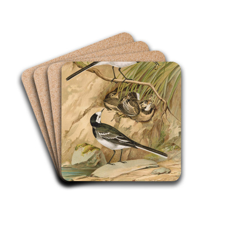 Motacilla lugubris Temm. by Johann Friedrich Naumann Drink Coasters - set of 4 Motacilla lugubris Temm. by Johann Friedrich Naumann Drink Coasters - set of 4