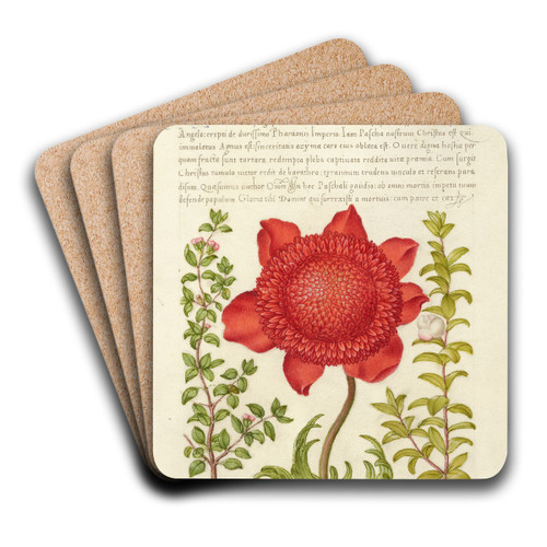 Basil Thyme, Poppy Anemone, and Myrtle by Joris Hoefnagel Art Drink Coaster set
