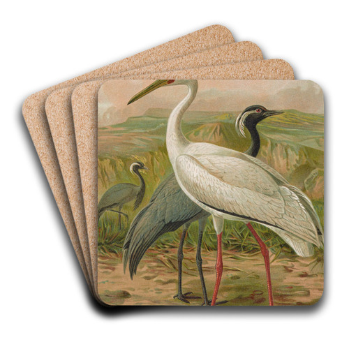 Grus virgo, Grus leucogeranus Pall by Johann Friedrich Naumann Art Drink Coaster set Grus virgo, Grus leucogeranus Pall by Johann Friedrich Naumann Art Drink Coaster set