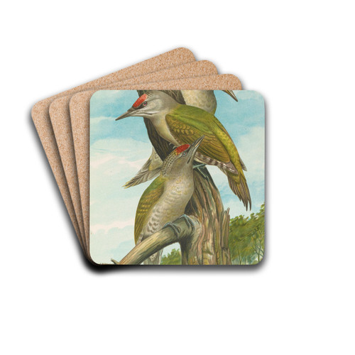Picus canus by Johann Friedrich Naumann Drink Coasters - set of 4 Picus canus by Johann Friedrich Naumann Drink Coasters - set of 4