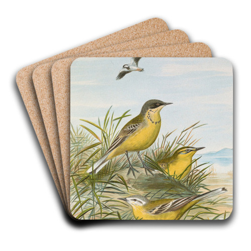 Budytes taivanus Swinhoe, Budytes flavus beema Sykes, Budytes flavus borealis (Sundevall) by Johann Friedrich Naumann Art Drink Coaster set Budytes taivanus Swinhoe, Budytes flavus beema Sykes, Budytes flavus borealis (Sundevall) by Johann Friedrich Naumann Art Drink Coaster set