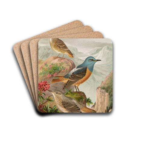 Monticola saxatilis by Johann Friedrich Naumann Drink Coasters - set of 4 Monticola saxatilis by Johann Friedrich Naumann Drink Coasters - set of 4