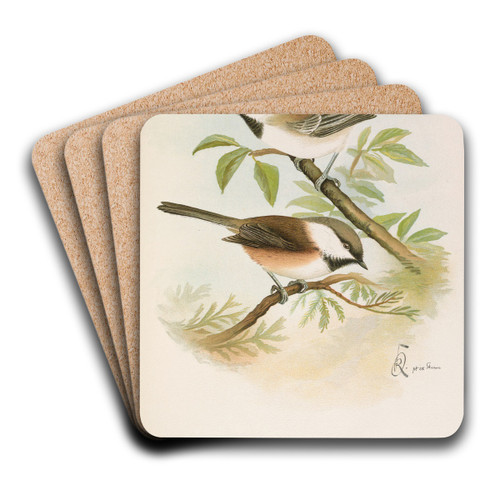 Parus cinctus, Parus lugubris by Johann Friedrich Naumann Art Drink Coaster set Parus cinctus, Parus lugubris by Johann Friedrich Naumann Art Drink Coaster set