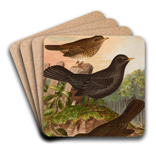 Turdus merula by Johann Friedrich Naumann Art Drink Coaster set Turdus merula by Johann Friedrich Naumann Art Drink Coaster set