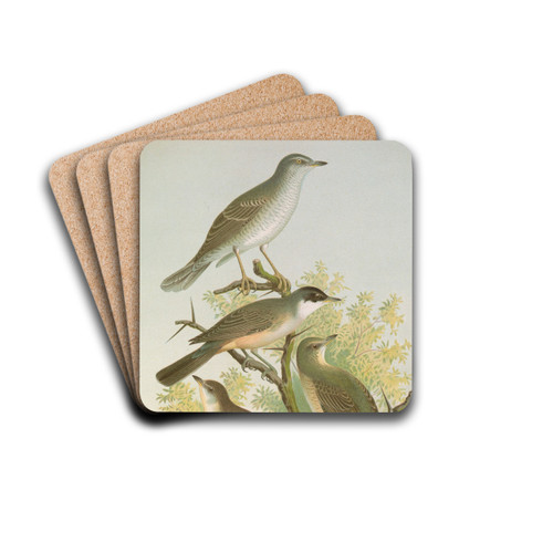 Sylvia nisoria, Sylvia orphea Temm by Johann Friedrich Naumann Drink Coasters - set of 4 Sylvia nisoria, Sylvia orphea Temm by Johann Friedrich Naumann Drink Coasters - set of 4