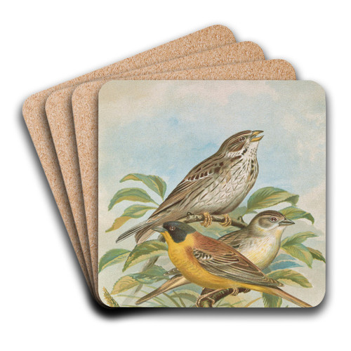 Miliaria calandra, Emberiza melanocephala Scopoli by Johann Friedrich Naumann Art Drink Coaster set Miliaria calandra, Emberiza melanocephala Scopoli by Johann Friedrich Naumann Art Drink Coaster set