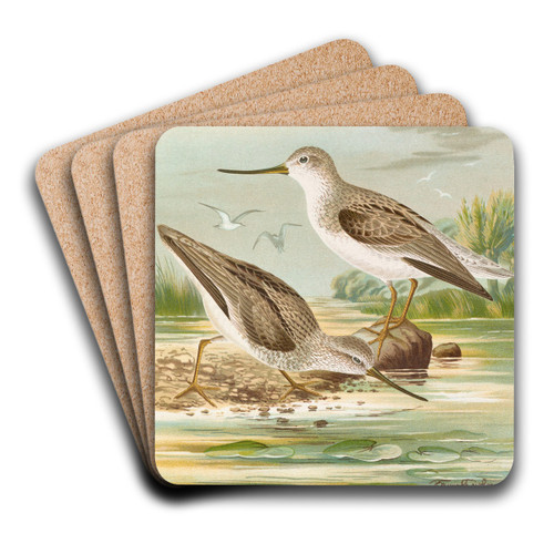 Terekia cinerea by Johann Friedrich Naumann Art Drink Coaster set Terekia cinerea by Johann Friedrich Naumann Art Drink Coaster set